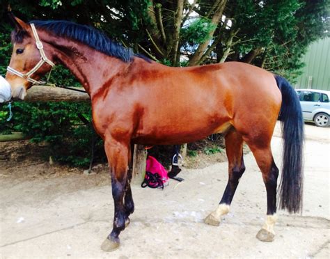 cheval.annonce|cheval annonce en ligne.